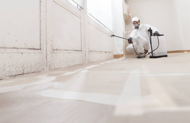 Black mold remediation team in Round Rock